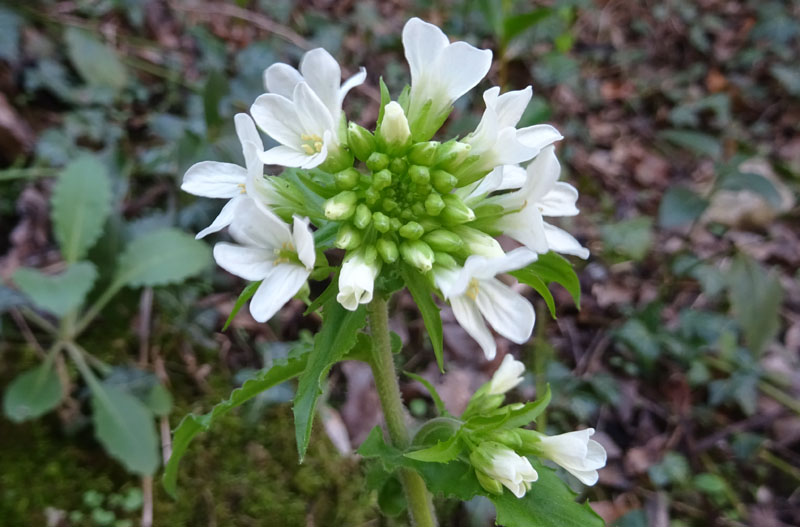 Arabis turrita - Brassicaceae